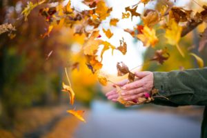 Nick Harris_Leaf Fall_YUVqQ2Rf