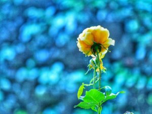 Mike Russell_Use Your Beauty To Change My Garden_ZUxiRmE