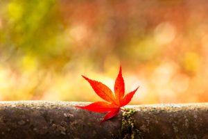 Topic Images_Leaf_YUZgQWY