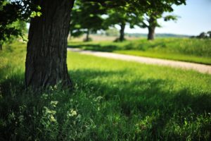 jimmy brown_Fields Of Green_YkdqSWFf