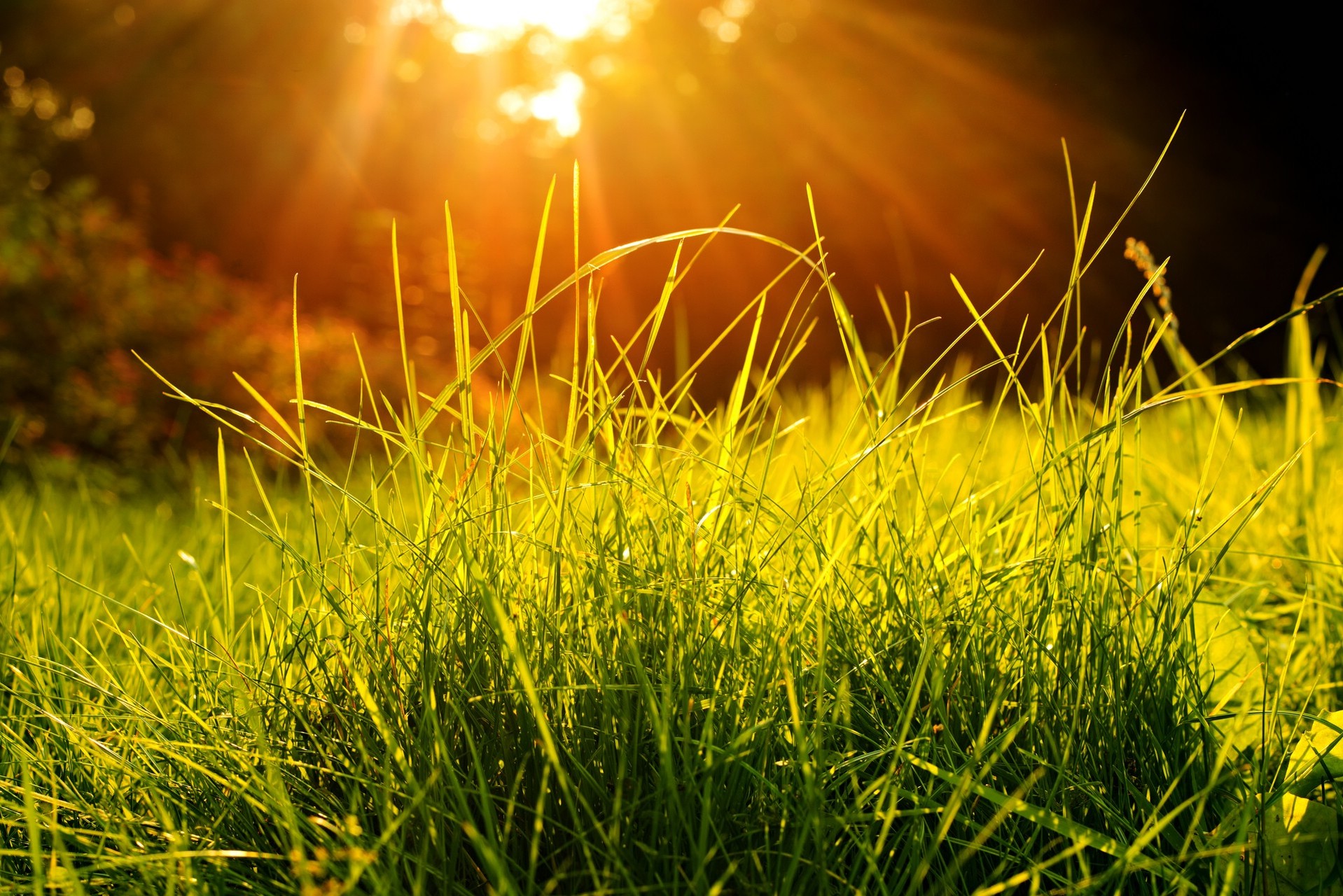 Пелена трава. Зеленая травка лучики солнца.